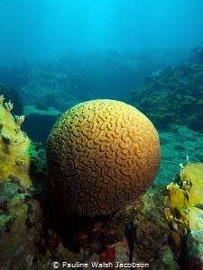 A rare, perfect brain coral, Straggler's Rocks, St.Thomas... by Pauline Walsh Jacobson 